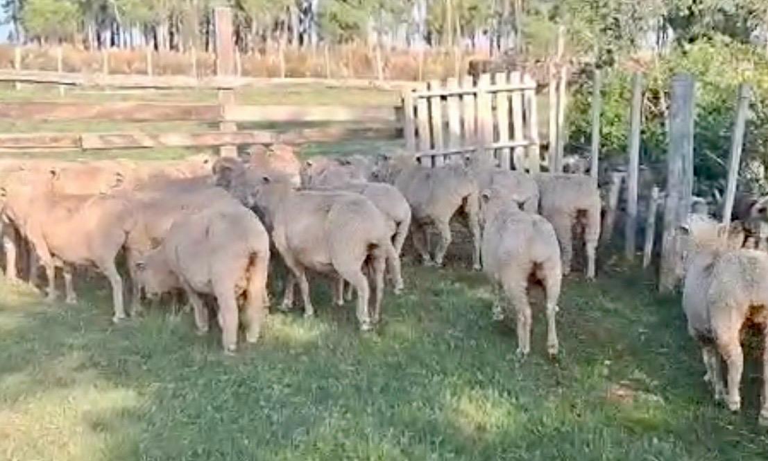 Ovelhas Prenhas